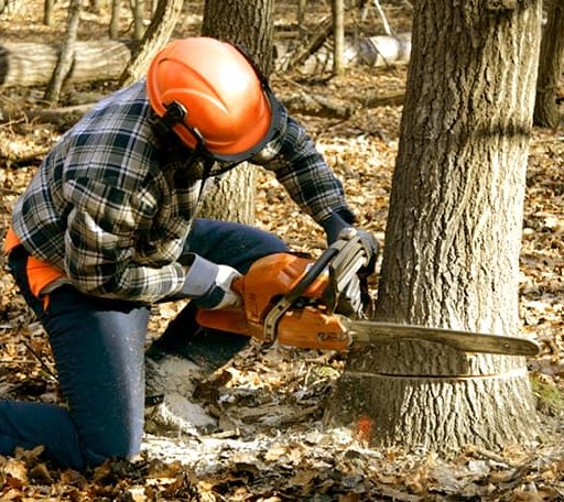 Tree Removal in Secretary, MD
